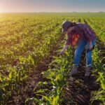 Yara sustainability inpecting stalks