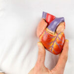 Biorobotic heart