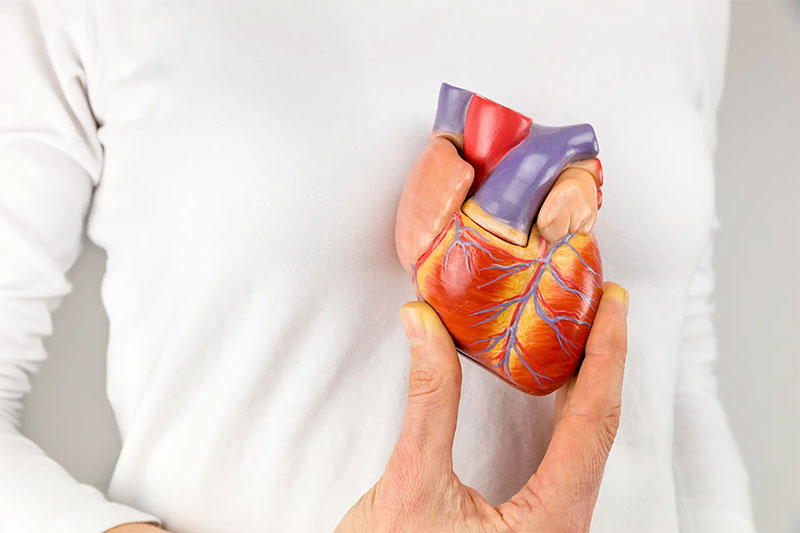 Biorobotic heart