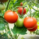 Global market