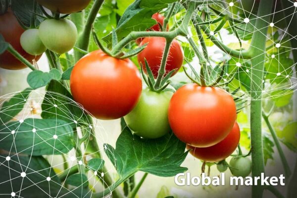 Global market