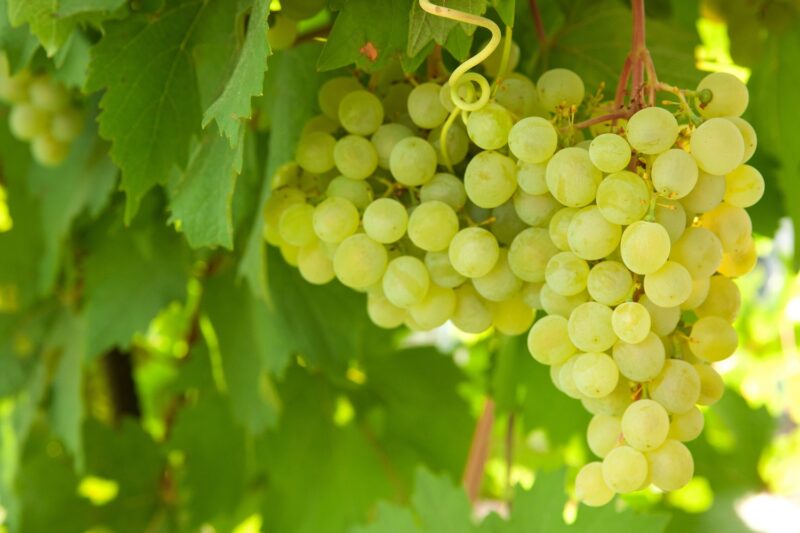 Grape