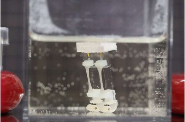 Two legged- biohybrid robot