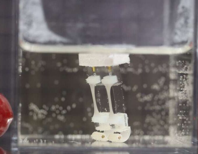 Two legged- biohybrid robot