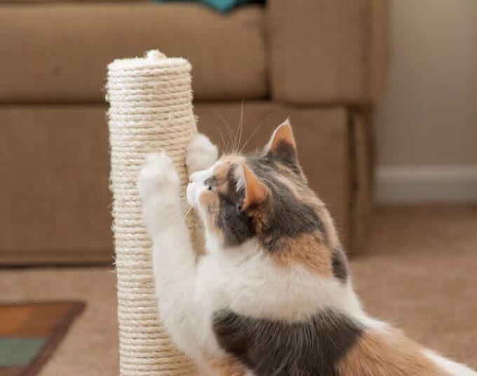 Cat Scratching