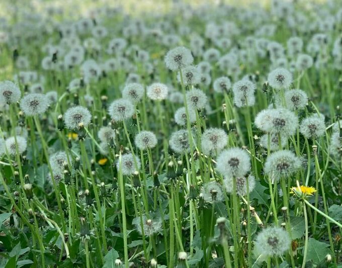 Dandelions