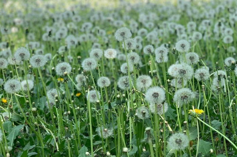Dandelions