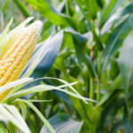 Maize