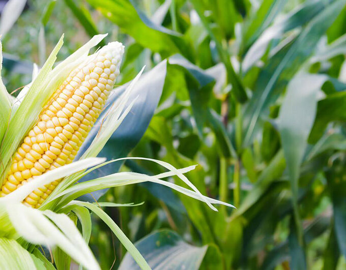 Maize
