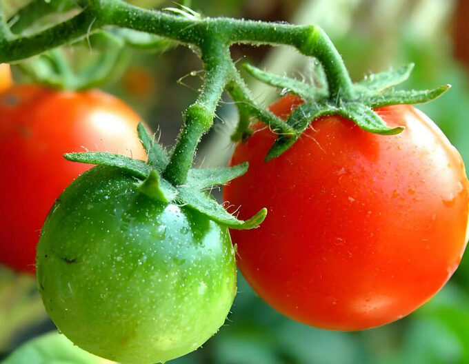 Australian tomatoes