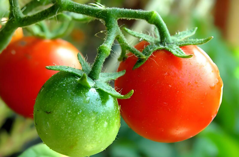 Australian tomatoes