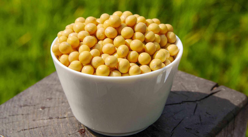 Soya bean