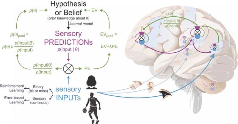Bayesian inference and learning processes come together