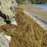 Coastline covered with seaweed