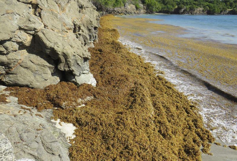 Coastline covered with seaweed
