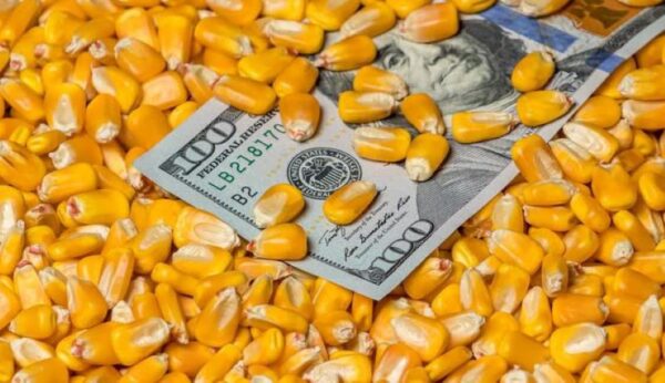 Selling corn to make money