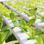 Growing hydroponic vegetables