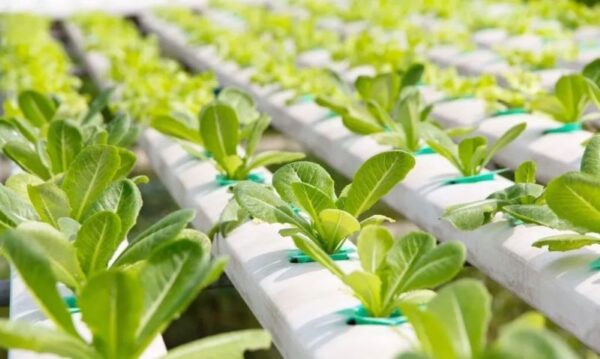 Growing hydroponic vegetables