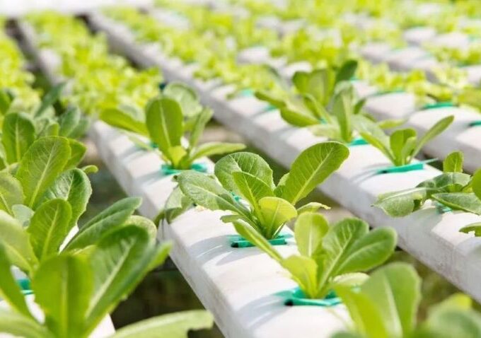 Growing hydroponic vegetables