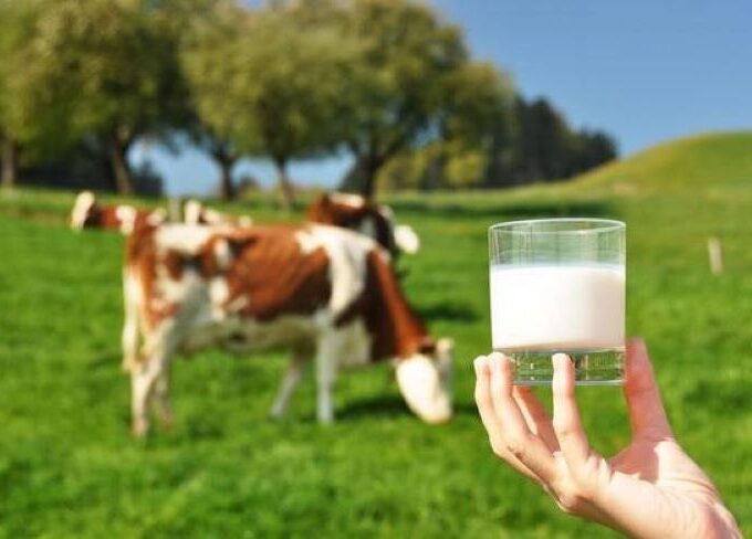 Milk and ows