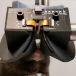 Mouse wearing VR headset
