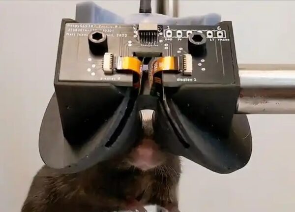 Mouse wearing VR headset