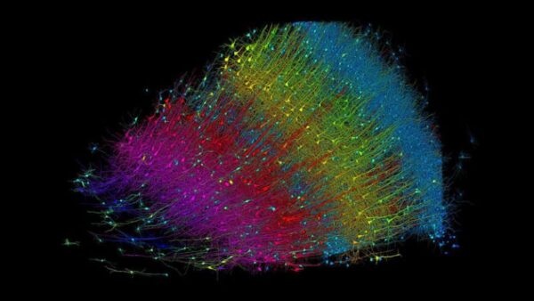Researchers built a 3D image of nearly every neuron