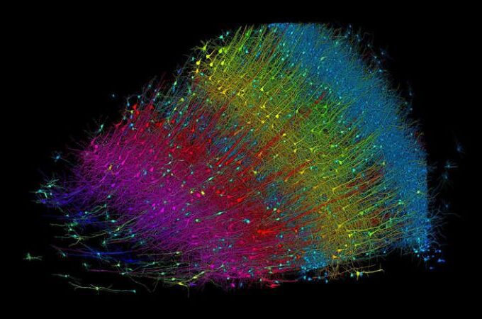 Researchers built a 3D image of nearly every neuron