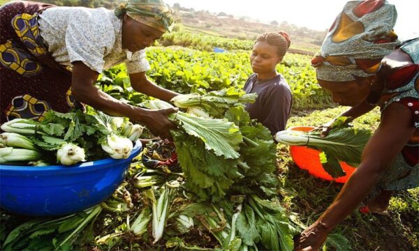 African women sorting their produce after harvest
