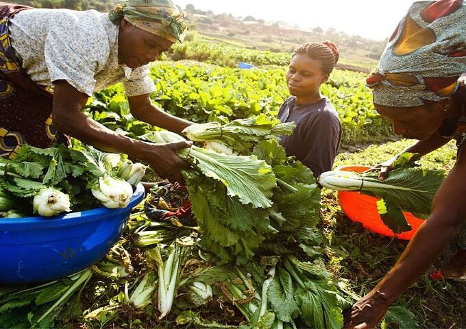 African women sorting their produce after harvest