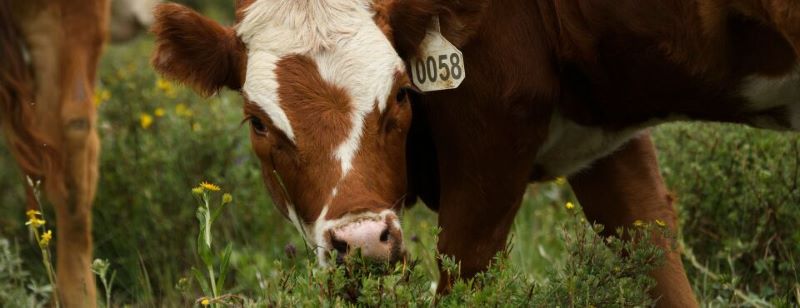 Grass-fed cow