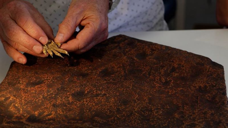 Fossilized paw prints