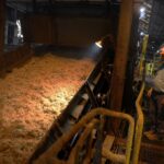 bagasse