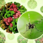 Chikungunya virus capsids aedes mosquito niaid
