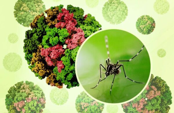 Chikungunya virus capsids aedes mosquito niaid