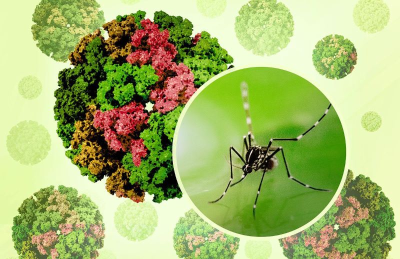 Chikungunya virus capsids aedes mosquito niaid