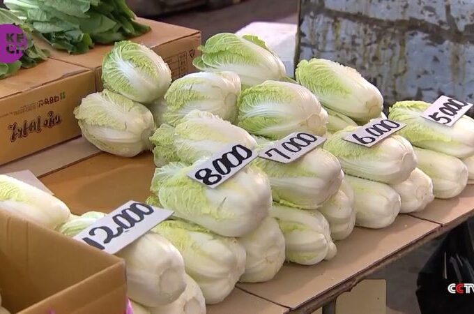 Cabbage price