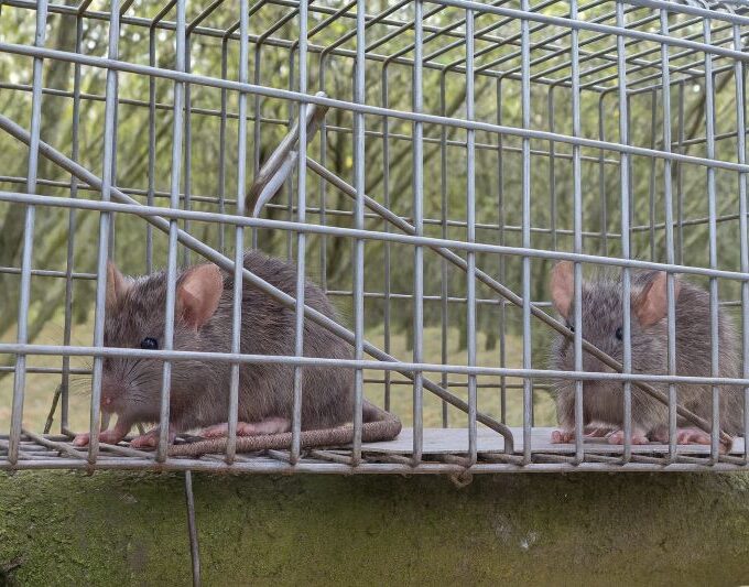 Rats