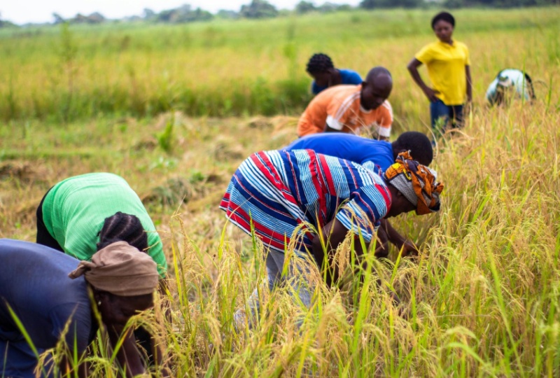 African agriculture
