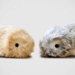 Casio's Stress relieving Plush Robot