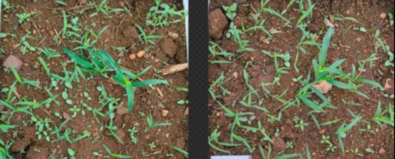 Corn before treatment