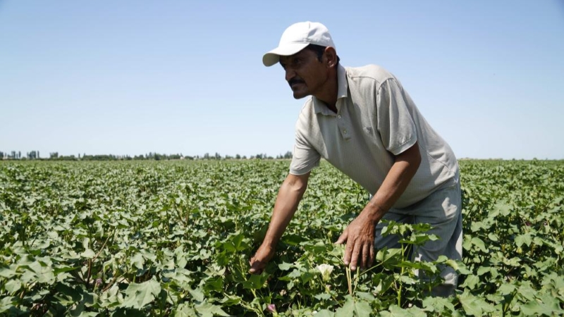 Cotton farmer uzbekov inspects cotton planting