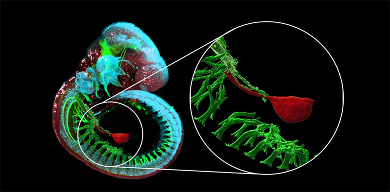 Culture of gastric cystoids