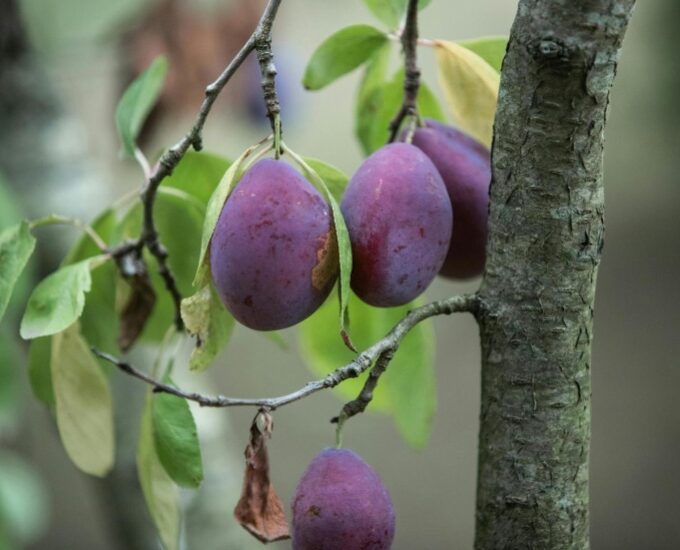 Plum