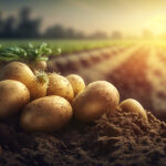 Potato harvest boosted