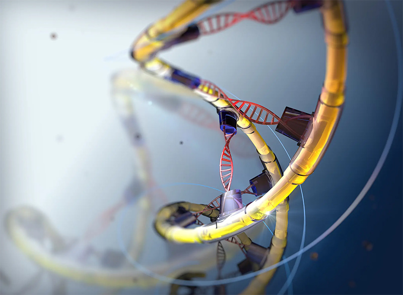 Stress-resistance genes
