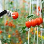 Tomato picking robot