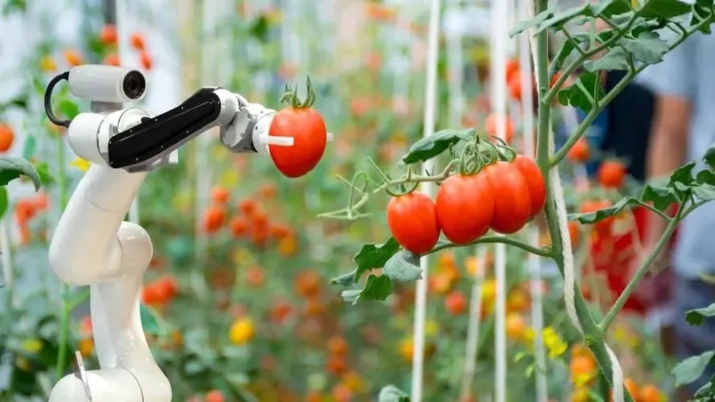 Tomato picking robot