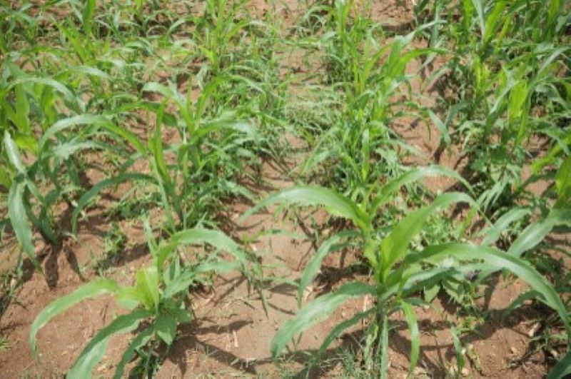 Treated group corn