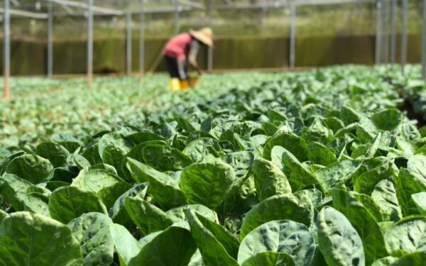 Agricultural planting